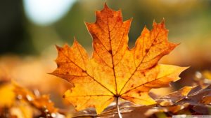 autumn leaf ❤ 4k hd desktop wallpaper for 4k ultra hd tv • wide