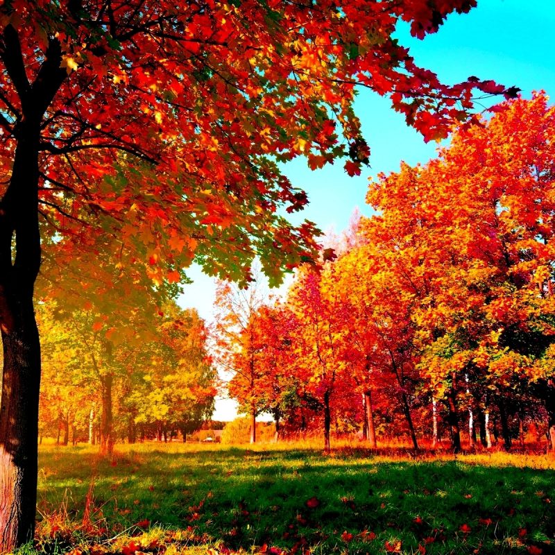 10 Best Fall Wallpaper For Desktop FULL HD 1920×1080 For PC Background 2024 free download autumn trees wide desktop background wallpaper wiki 2 800x800