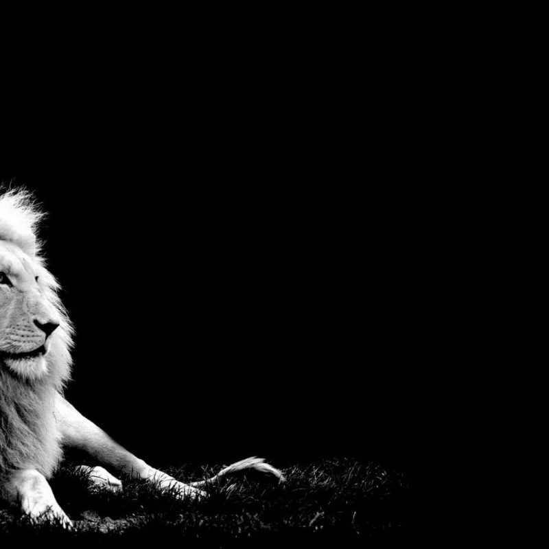 10 Most Popular Black And White Lion Background FULL HD 1080p For PC Desktop 2022 free download awesome white lion black background pictures you been exposed 800x800