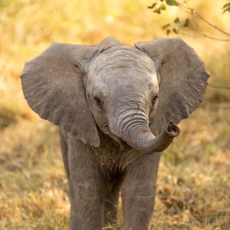 10 Top Picture Of A Baby Elephant FULL HD 1920×1080 For PC Desktop 2024 free download baby elephant animal faire pinterest animal et faire 800x800