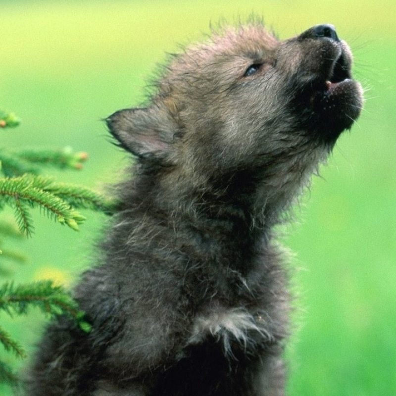 10 New Pictures Of Baby Wolfs FULL HD 1920×1080 For PC Background 2022 free download baby wolf pups howling cutest compilation youtube 1 800x800