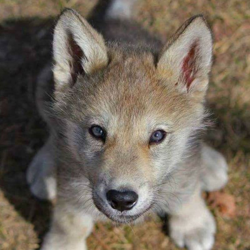 10 New Pictures Of Baby Wolfs FULL HD 1920×1080 For PC Background 2023 free download baby wolf so cute animals pinterest baby wolves wolf and 1 800x800