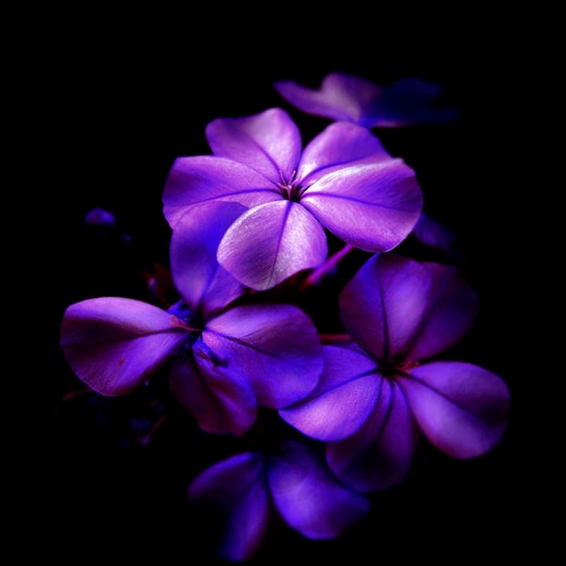 10 Most Popular Black And Purple Flower Wallpaper FULL HD 1080p For PC Background 2022 free download beautiful black purple flower wallpaper high definitions wallpapers 800x800