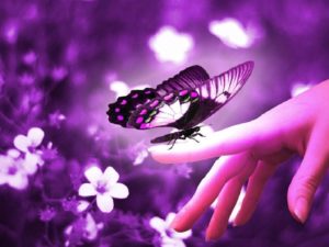 beautiful butterfly wallpapers - wallpaper cave