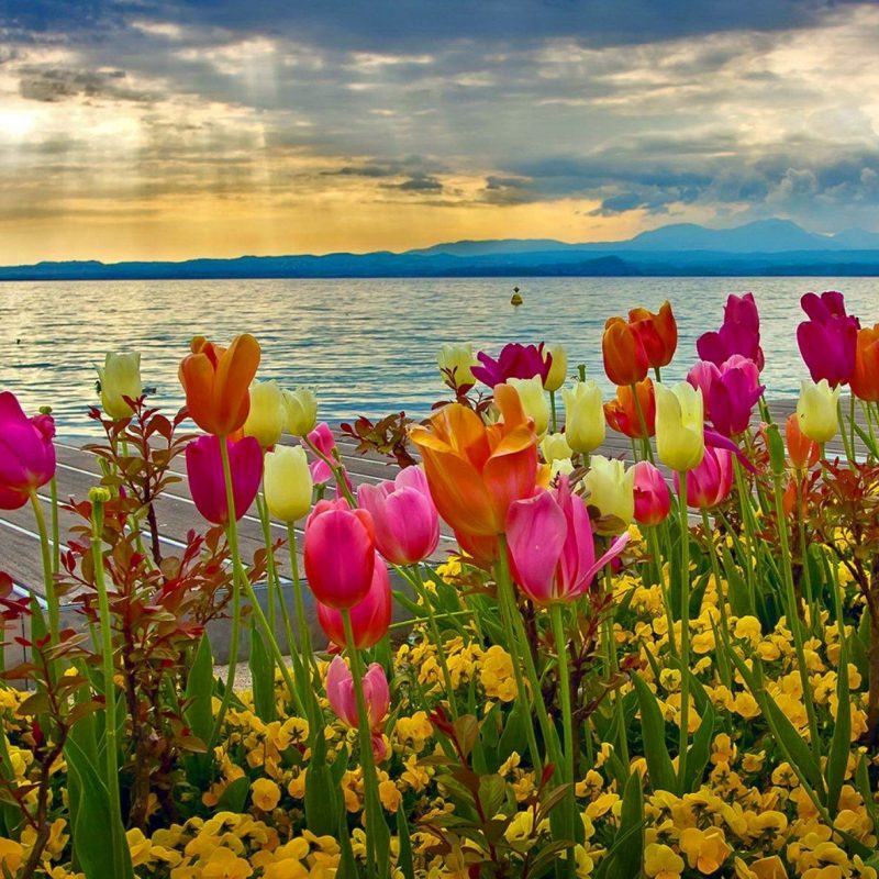 10 Most Popular Springtime Pictures For Desktop FULL HD 1920×1080 For PC Background 2024 free download beautiful spring images download pixelstalk 2 800x800