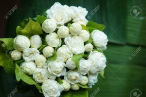 beautiful white jasmine flowers bouquet stock photo, picture and