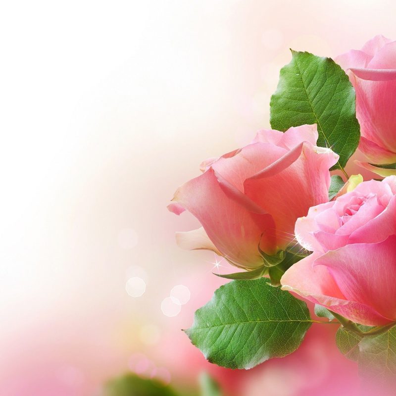 10 Most Popular Pink Rose Desktop Wallpaper FULL HD 1080p For PC Background 2022 free download best pink rose hd wallpaper for desktop full pics roses cave pc 800x800