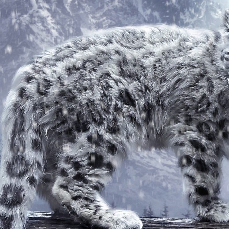 10 Most Popular Big Cat Wallpaper Hd FULL HD 1080p For PC Background 2022 free download big cat snow hd wallpapers hd wallpapers rocks 800x800