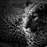 black and white jaguar ❤ 4k hd desktop wallpaper for 4k ultra hd tv