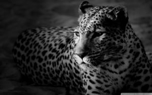 black and white jaguar ❤ 4k hd desktop wallpaper for 4k ultra hd tv