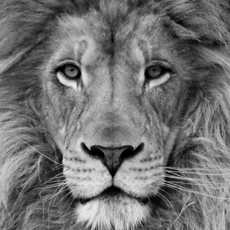 10 Most Popular Black And White Lion Background FULL HD 1080p For PC Desktop 2022 free download black and white lion background wallpaper 19160 baltana 800x800