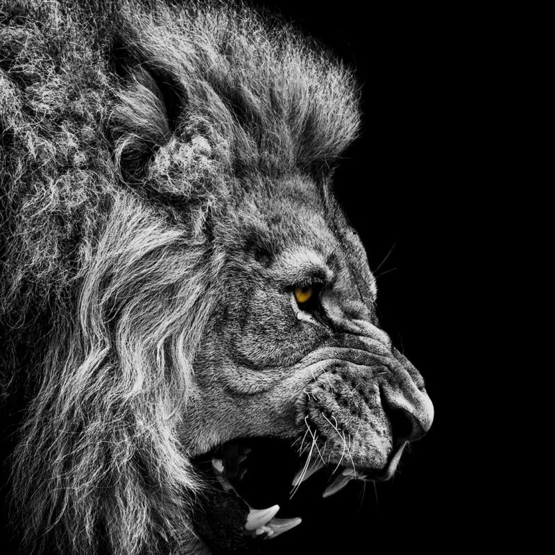 10 Most Popular Black And White Lion Background FULL HD 1080p For PC Desktop 2022 free download black and white lion hd wallpapers 19165 baltana 800x800