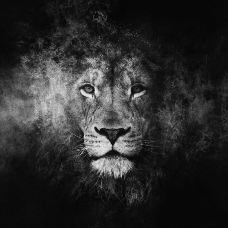 10 Most Popular Black And White Lion Background FULL HD 1080p For PC Desktop 2022 free download black and white lion wallpaper 51 images 800x800