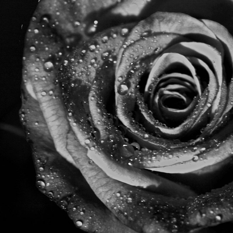 10 Best Black And White Roses Wallpaper FULL HD 1920×1080 For PC Desktop 2022 free download black and white roses wallpapers wallpaper cave 800x800
