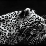 black leopard backgrounds - wallpaper cave