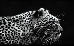 black leopard backgrounds - wallpaper cave