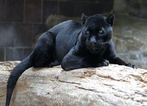 black panther - wikipedia