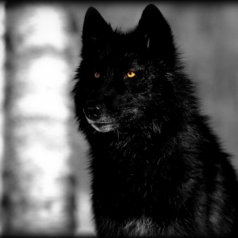 10 New Dark Wolf Wallpaper Hd FULL HD 1920×1080 For PC Desktop 2022 free download black wolf wallpapers high quality download free 800x800