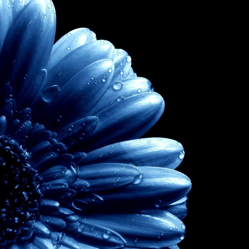 10 Top Dark Blue Flower Wallpaper FULL HD 1080p For PC Background 2022 free download blue flowers blue flower stock blue on blue pinterest blue 800x800