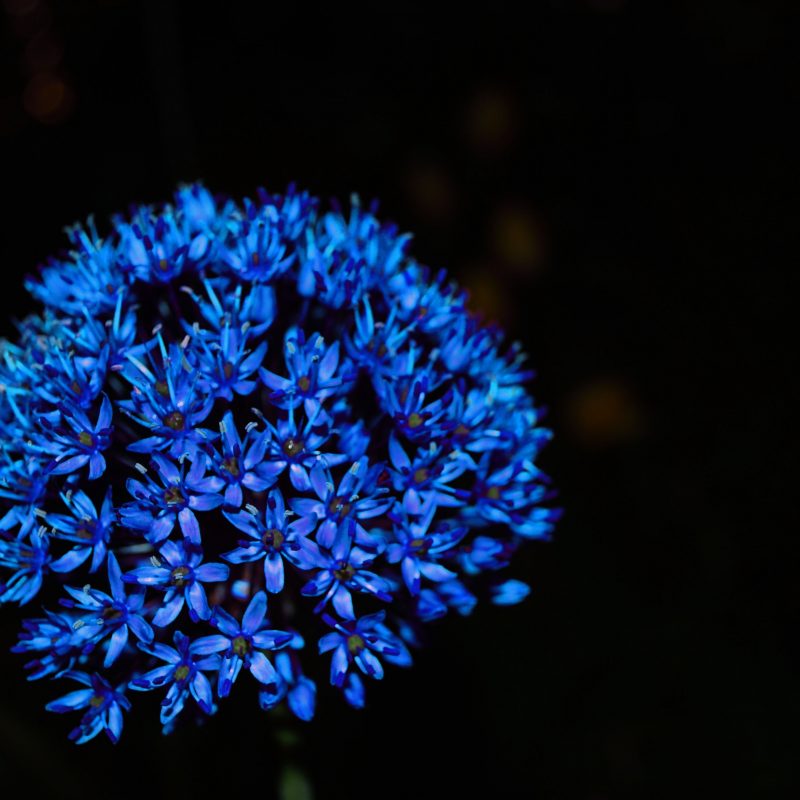 10 Top Dark Blue Flower Wallpaper FULL HD 1080p For PC Background 2022 free download blue flowers wallpapers flower wallpapers flowers pinterest 800x800