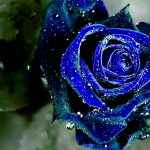 blue rose hd desktop wallpapers | 7wallpapers