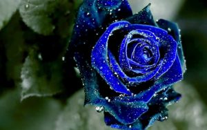 blue rose hd desktop wallpapers | 7wallpapers