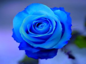 blue roses hd 29657 1600x1200 px ~ hdwallsource