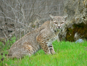 bobcat - wikipedia