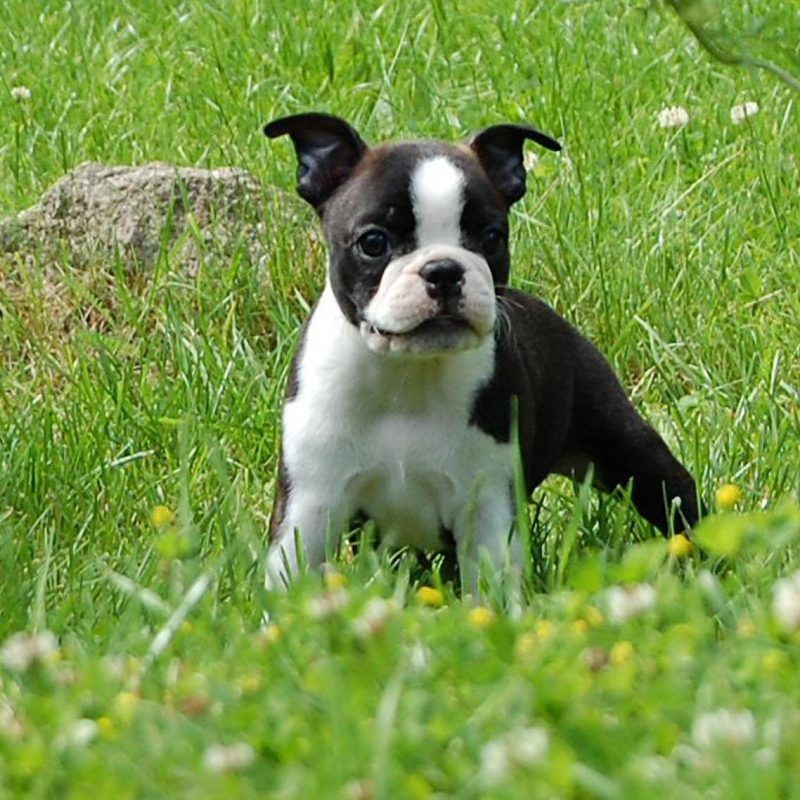 10 Latest Boston Terrier Wall Paper FULL HD 1920×1080 For PC Desktop 2022 free download boston terrier on the meadow photo and wallpaper beautiful boston 800x800