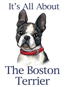 boston terriers images bostons! &lt;3 hd wallpaper and background