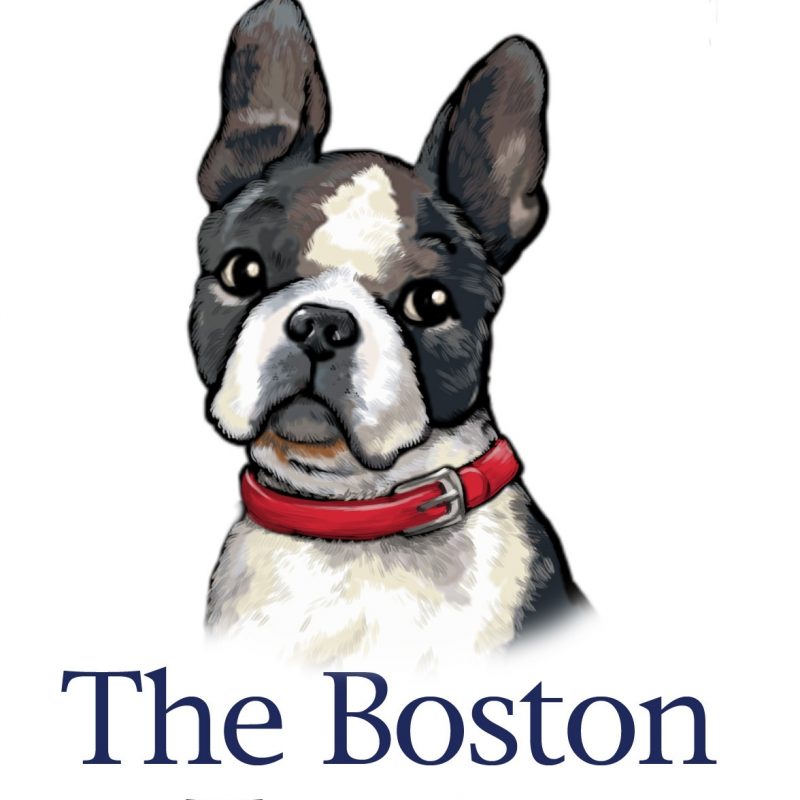 10 Latest Boston Terrier Wall Paper FULL HD 1920×1080 For PC Desktop 2022 free download boston terriers images bostons 3 hd wallpaper and background 800x800