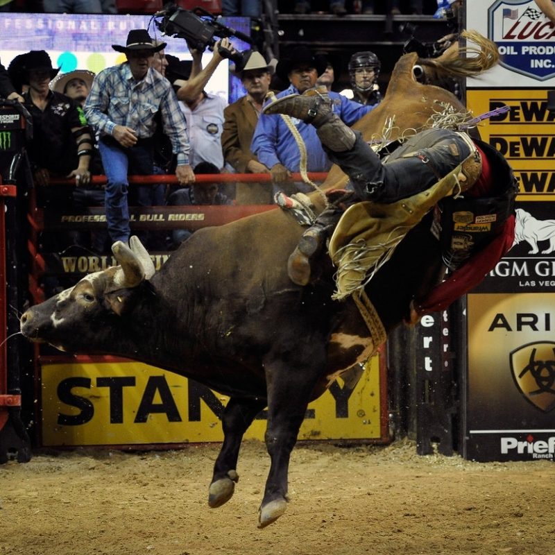 10 Best Professional Bull Riders Inc FULL HD 1920×1080 For PC Background 2022 free download bushwacker photos photos professional bull riders 21st world 800x800