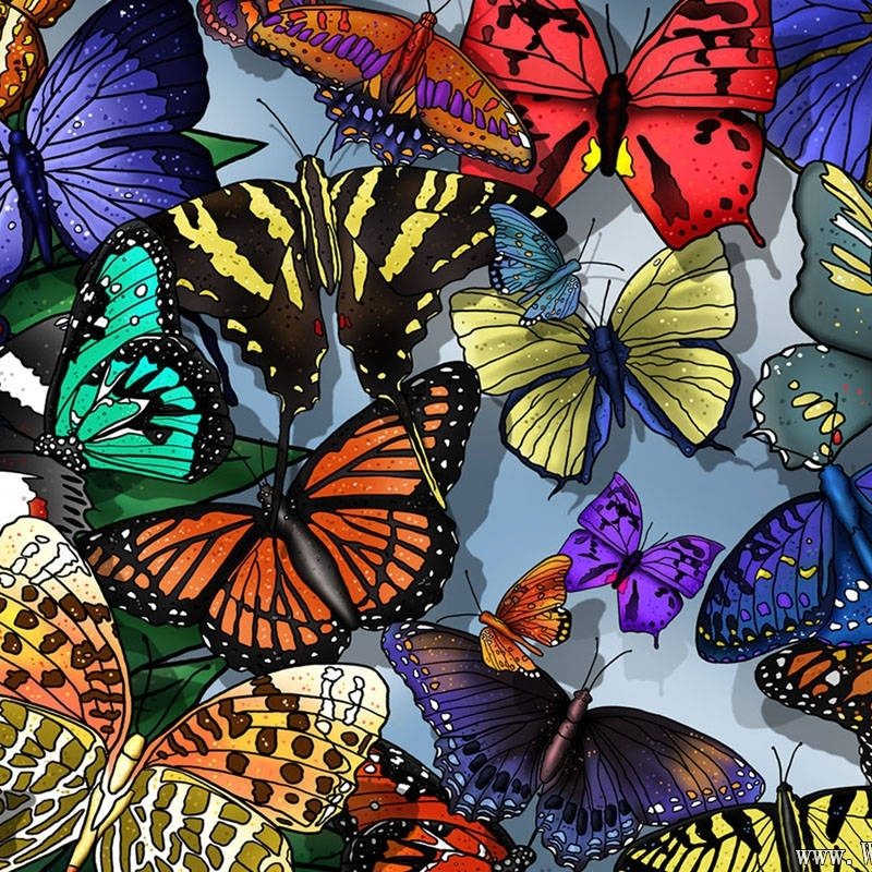 10 Most Popular Wallpapers Butterfly Free Download FULL HD 1080p For PC Background 2022 free download butterfly wallpapers free download 800x800