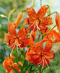 buy tiger lily | bakker