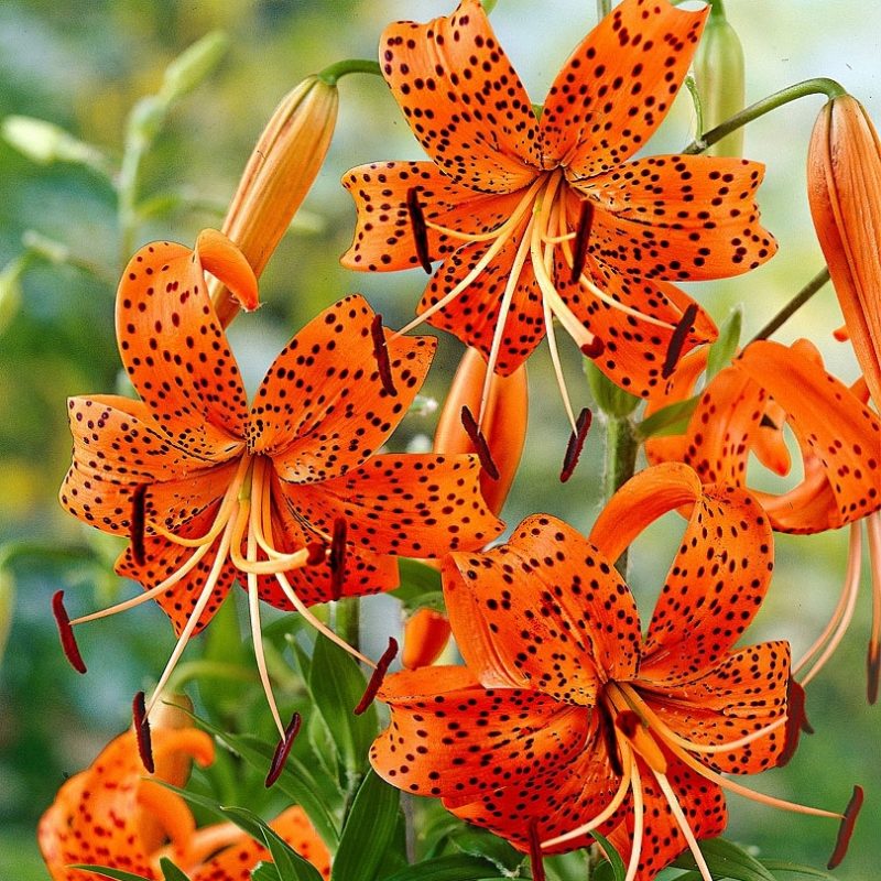 10 Latest Show Me A Picture Of A Tiger Lily FULL HD 1920×1080 For PC Background 2022 free download buy tiger lily bakker 800x800