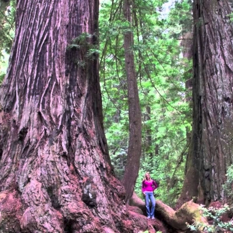 10 Most Popular Pictures Of Redwoods In California FULL HD 1080p For PC Desktop 2024 free download california camping kamp klamath in the heart of the redwoods youtube 800x800