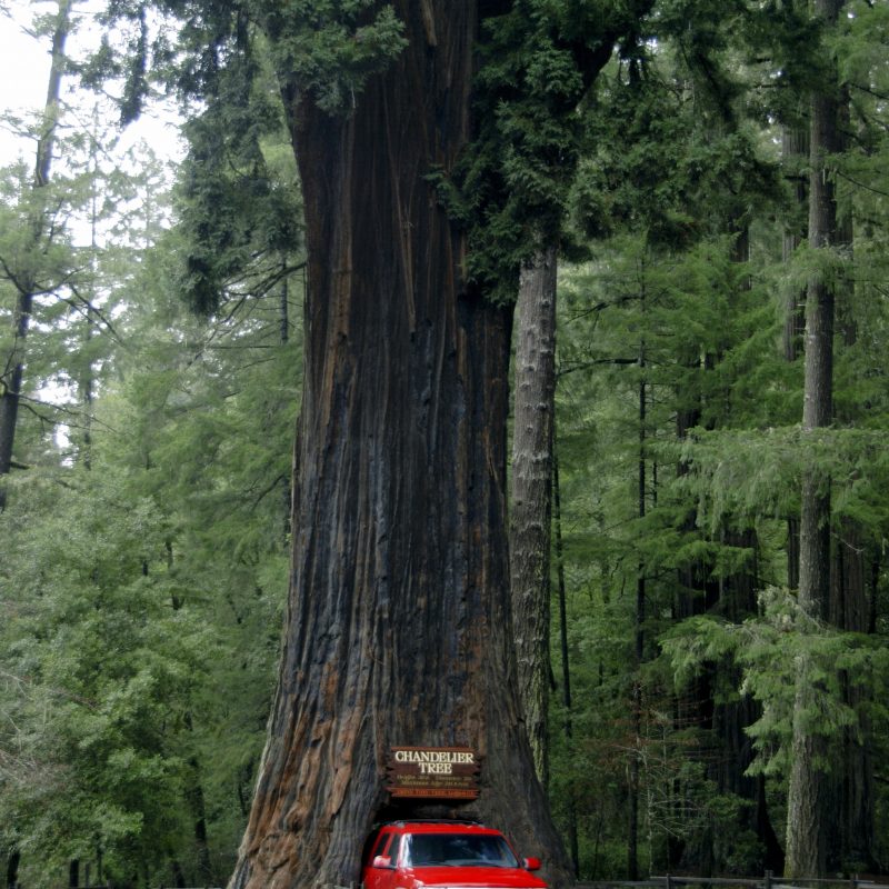 10 Most Popular Pictures Of Redwoods In California FULL HD 1080p For PC Desktop 2024 free download california redwoods northern californias chandelier drive thru tree 800x800