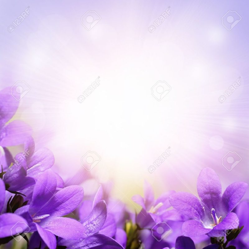 10 Most Popular Light Purple Flower Background FULL HD 1920×1080 For PC Desktop 2022 free download campanula purple spring flowers background stock photo picture and 800x800