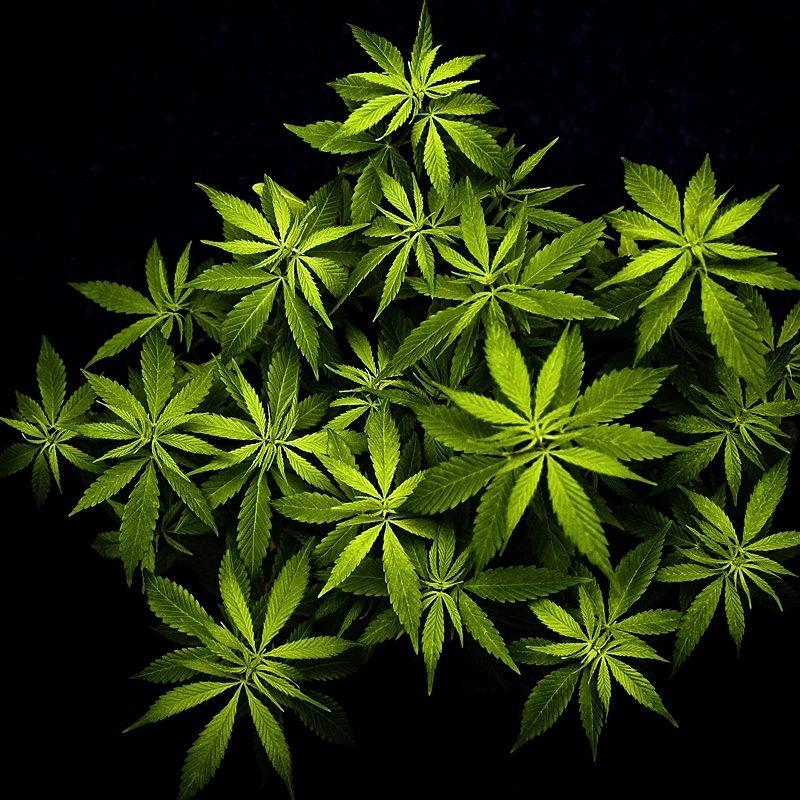 10 New Weed Leaf Wallpaper Hd FULL HD 1080p For PC Desktop 2023 free download cannabis plant wallpapers weedpad wallpapers 800x800