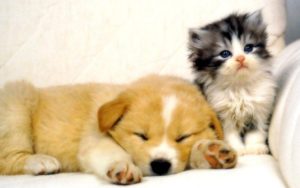 cat and dog wallpapers - wallpaper cave