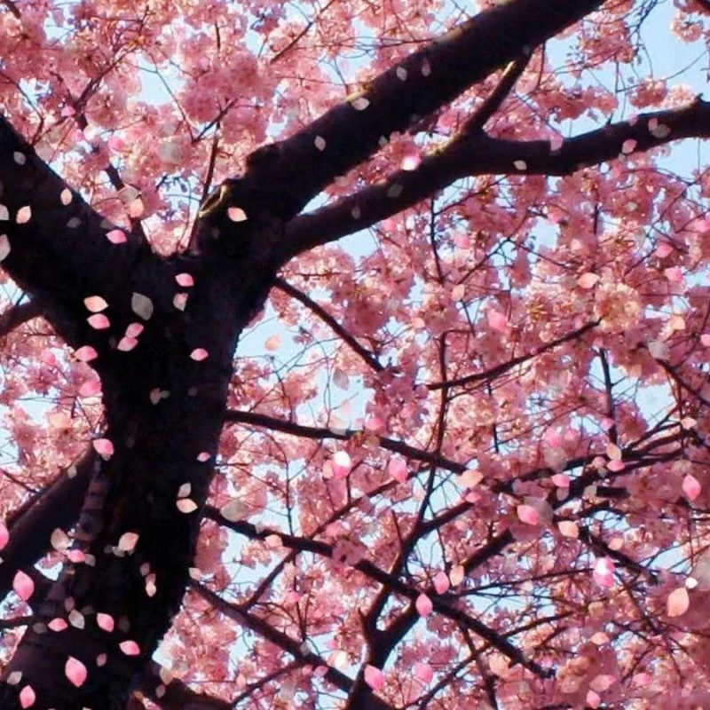 10 Best Cherry Blossom Desktop Backgrounds FULL HD 1080p For PC Background 2023 free download cherry blossom desktop backgrounds wallpaper cave 4 800x800