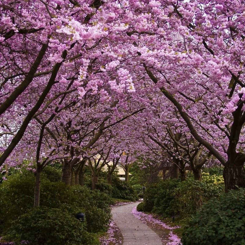 10 Best Cherry Blossom Desktop Backgrounds FULL HD 1080p For PC Background 2022 free download cherry blossom desktop backgrounds wallpaper cave 5 800x800