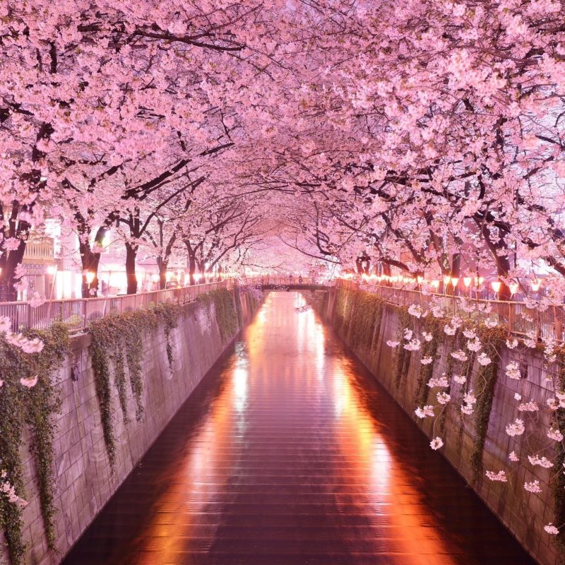 10 Best Cherry Blossom Desktop Backgrounds FULL HD 1080p For PC Background 2023 free download cherry blossom desktop wallpaper c2b7e291a0 6 800x800