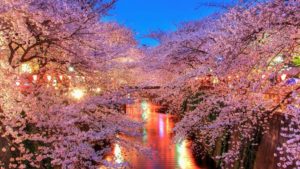 cherry blossom desktop wallpapers - wallpaper cave