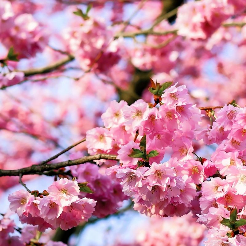 10 Best Cherry Blossom Iphone Background FULL HD 1920×1080 For PC Background 2023 free download cherry blossom iphone 1080x1920 media file pixelstalk 800x800