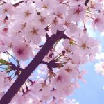 cherry blossom iphone 6 plus wallpaper 6556 - flowers iphone 6 plus