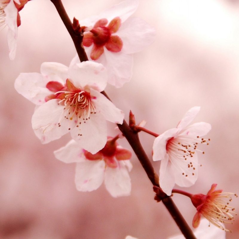 10 Best Cherry Blossom Iphone Background FULL HD 1920×1080 For PC Background 2022 free download cherry blossom iphone wallpaper download free media file 1 800x800
