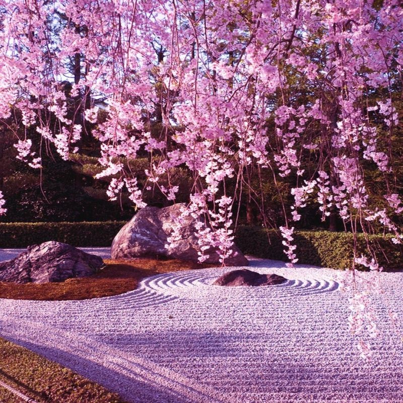 10 Best Japanese Cherry Blossom Wallpaper Hd FULL HD 1920×1080 For PC Desktop 2023 free download cherry blossom sakura tree free blossoms cat pink nature hd 3 800x800