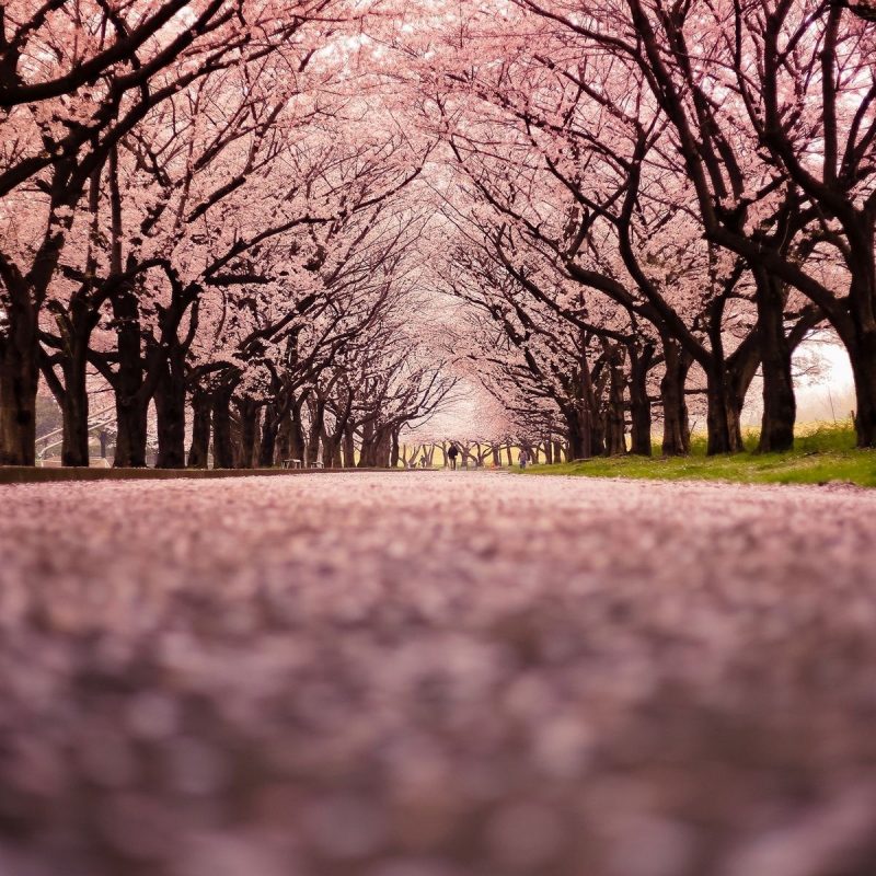 10 Top Cherry Blossom Tree Wallpaper FULL HD 1920×1080 For PC Background 2023 free download cherry blossom tree wallpaper 1415945 800x800