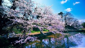 cherry blossom trees ❤ 4k hd desktop wallpaper for 4k ultra hd tv